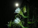 Hoa Nở Về Đêm image